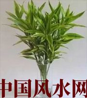 扬州十二生肖养什么植物最旺财运？你知道吗！